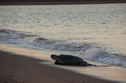 Picture turtles at Port Hedland beach